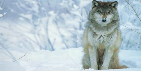 wolf.jpg